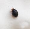 Scymnus sp.